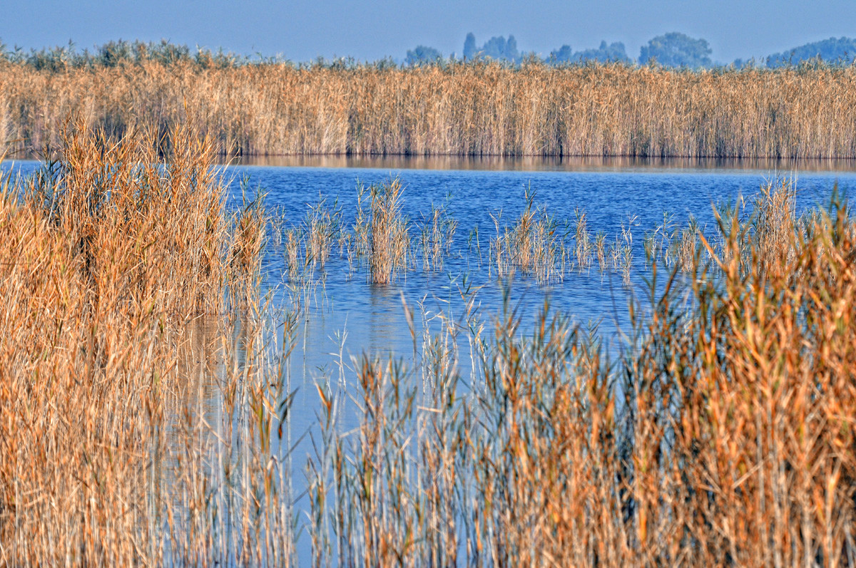 Национальный парк Нойзидлерзе-Зевинкель – фотографии Австрии
