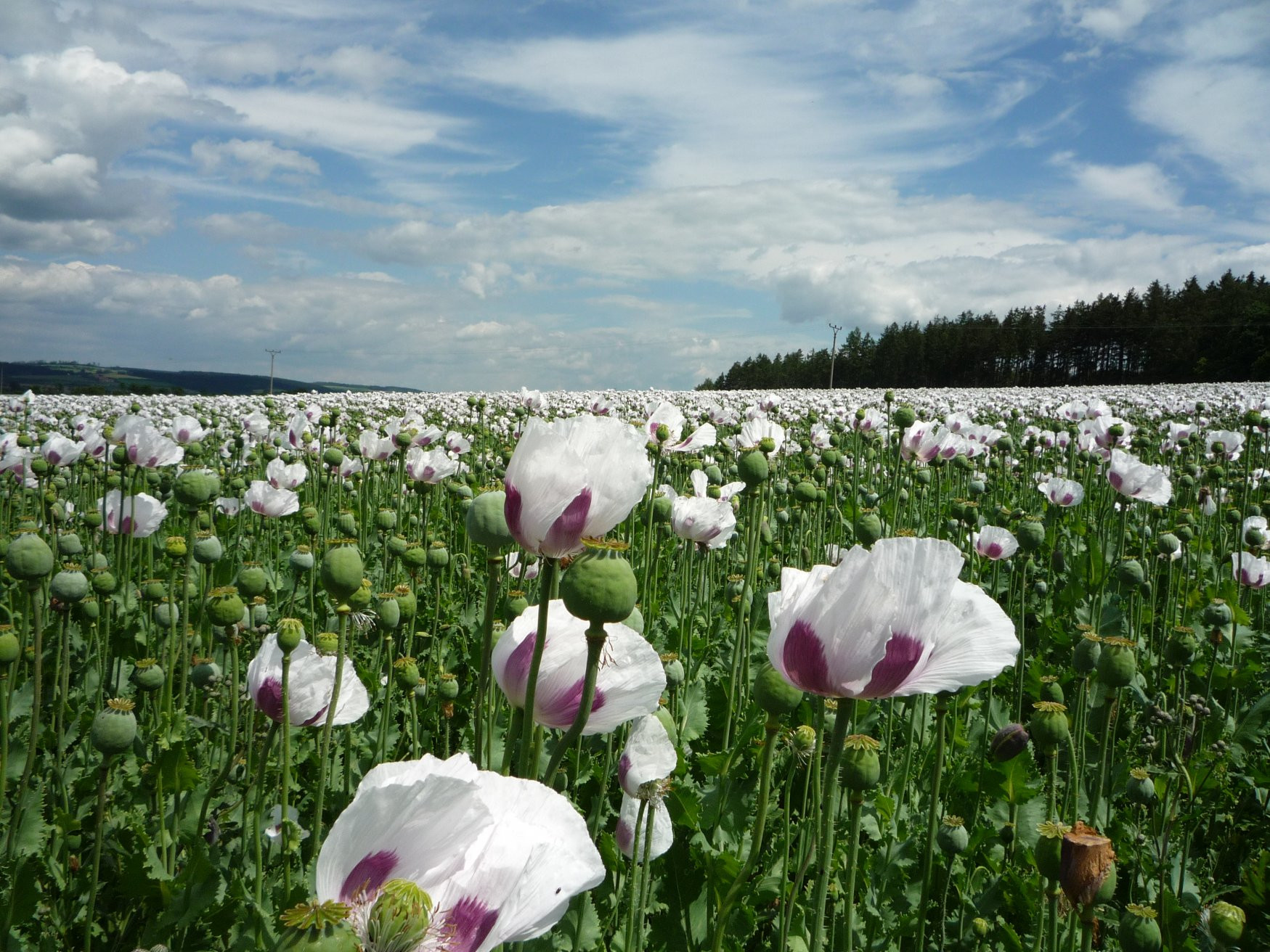 Чехия, фото № 3363 – фотографии Чехии