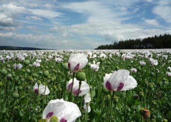Чехия, фото № 3363 – фотографии Чехии