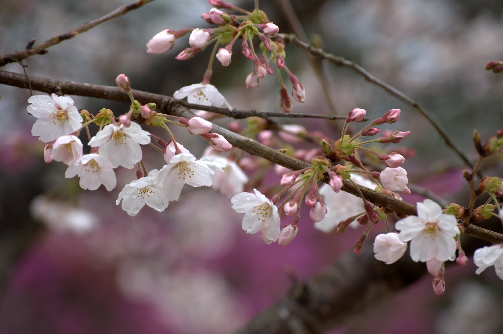 Киото, Кансай регион, Япония, фото № 72106 – фотографии Японии