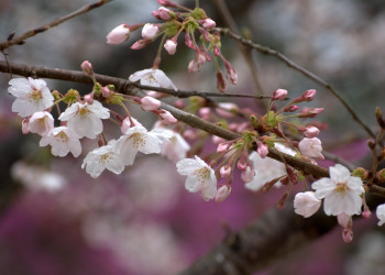 Киото, Кансай регион, Япония, фото № 72106 – фотографии Японии