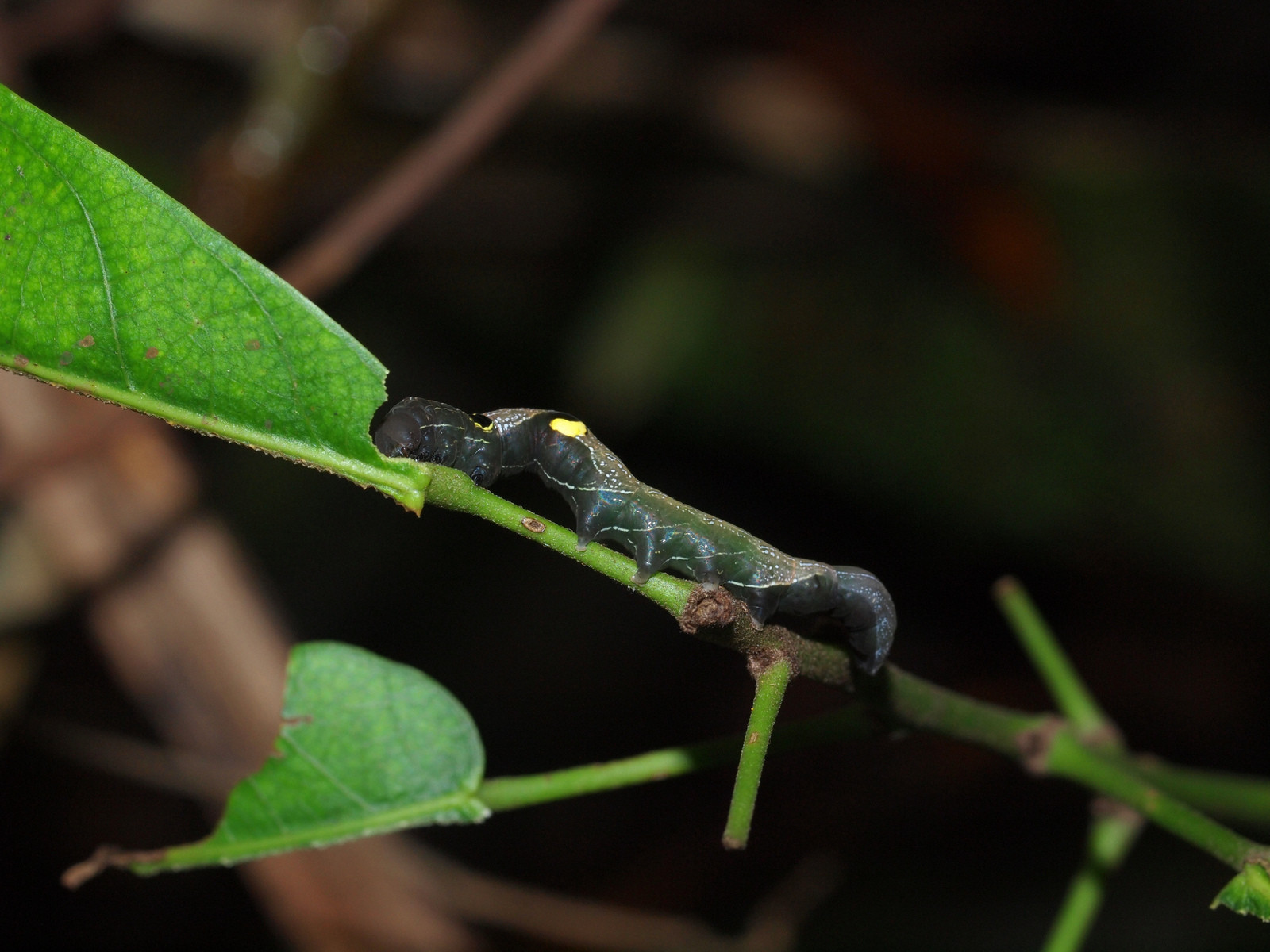 Личинка бабочки ленточницы подвида Phyllodes imperialis. Фото 6 – фотографии Австралии