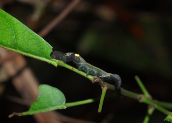 Личинка бабочки ленточницы подвида Phyllodes imperialis. Фото 6 – фотографии Австралии
