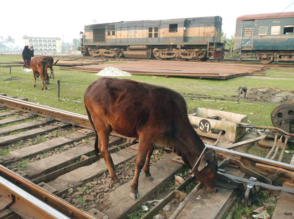 Животные в Кхулна, Бангладеш – фотографии Бангладеш