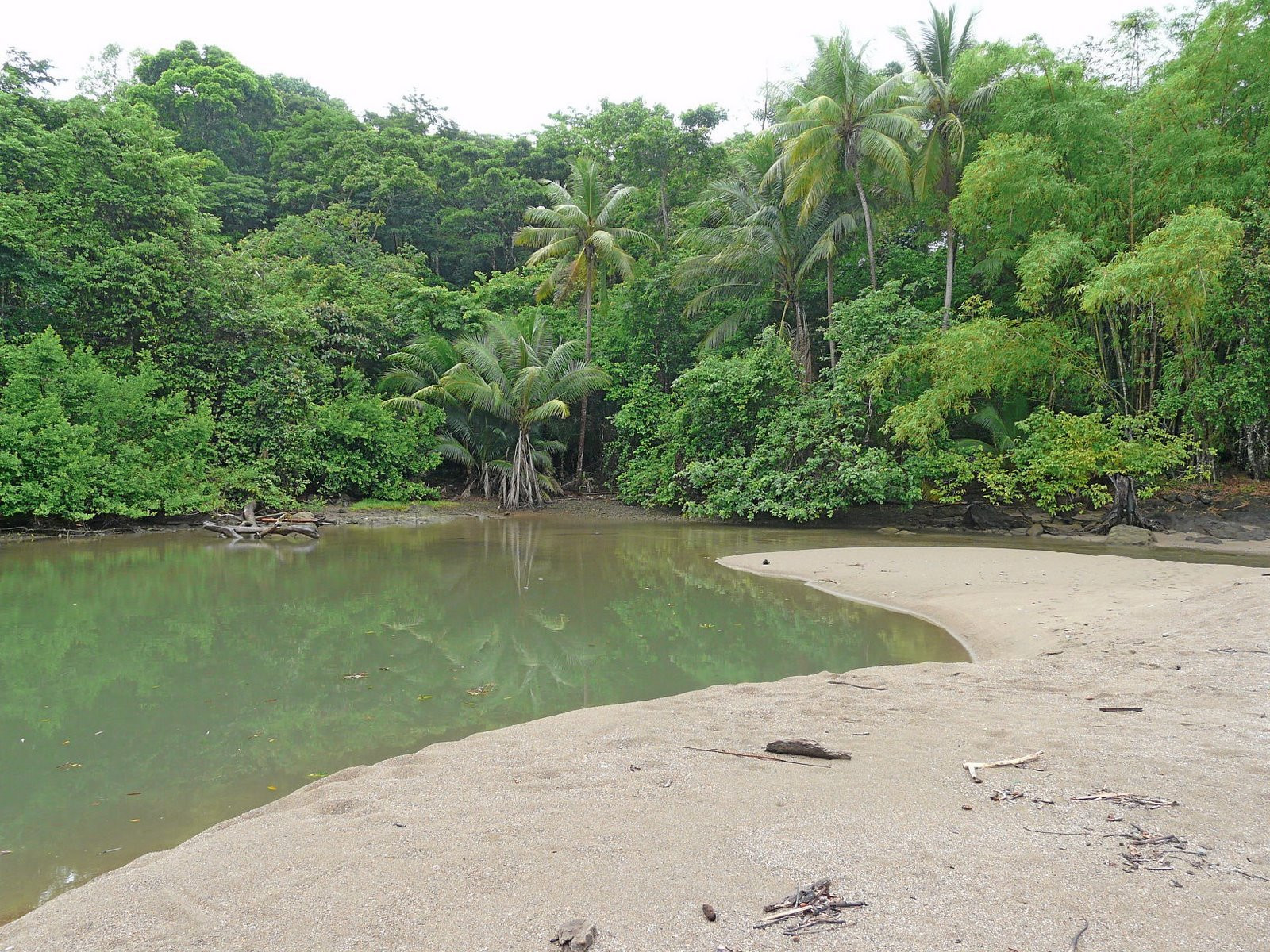 Корковадо Национальный Парк, Пунтаренас провинция, Коста-Рика, фото № 40515 – фотографии Коста-Рики