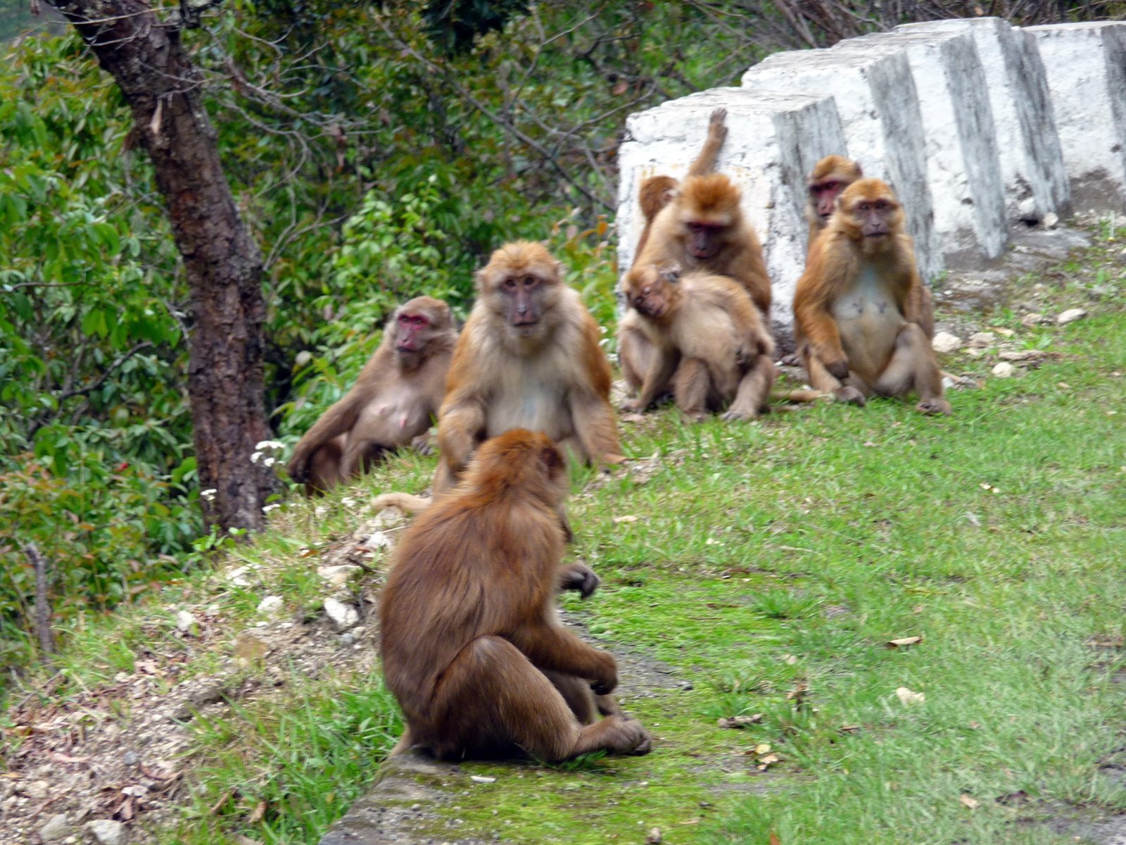 Бутан, фото № 4708 – фотографии Бутана
