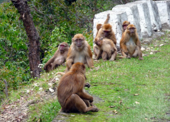 Бутан, фото № 4708 – фотографии Бутана