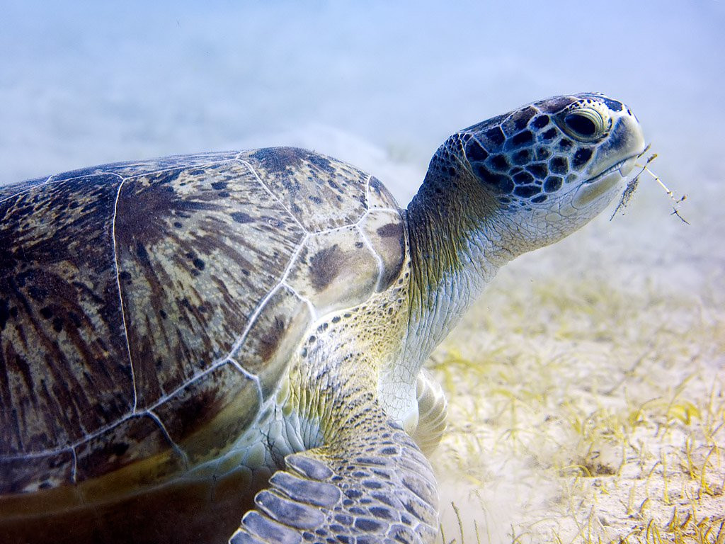 Марса-Алам, Египет, фото № 35324 – фотографии Египта
