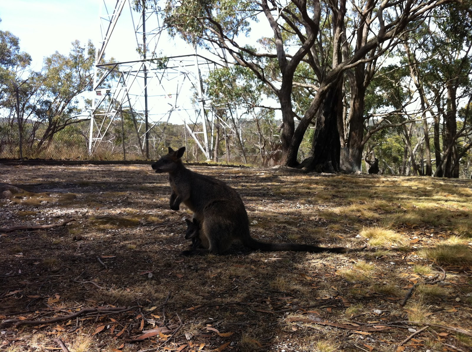 Парк дикой природы Cleland Wildlife, Аделаида – фотографии Австралии