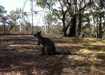 Парк дикой природы Cleland Wildlife, Аделаида – фотографии Австралии