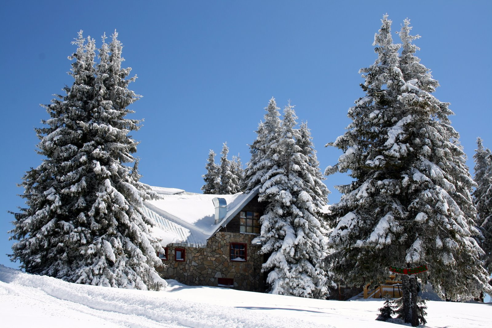 Природа в Пампорово, Болгария. Фото 1 – фотографии Болгарии