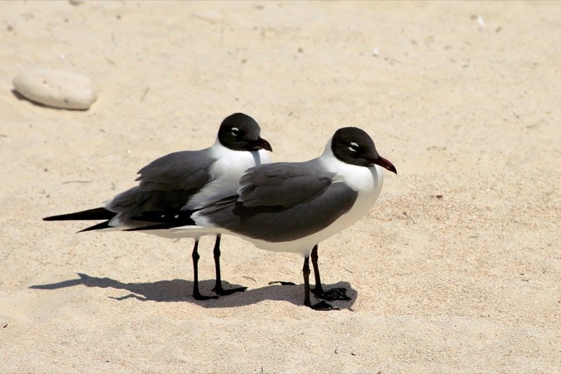 Птицы в Кайо-Ларго, Куба. Фото 4 – фотографии Кубы