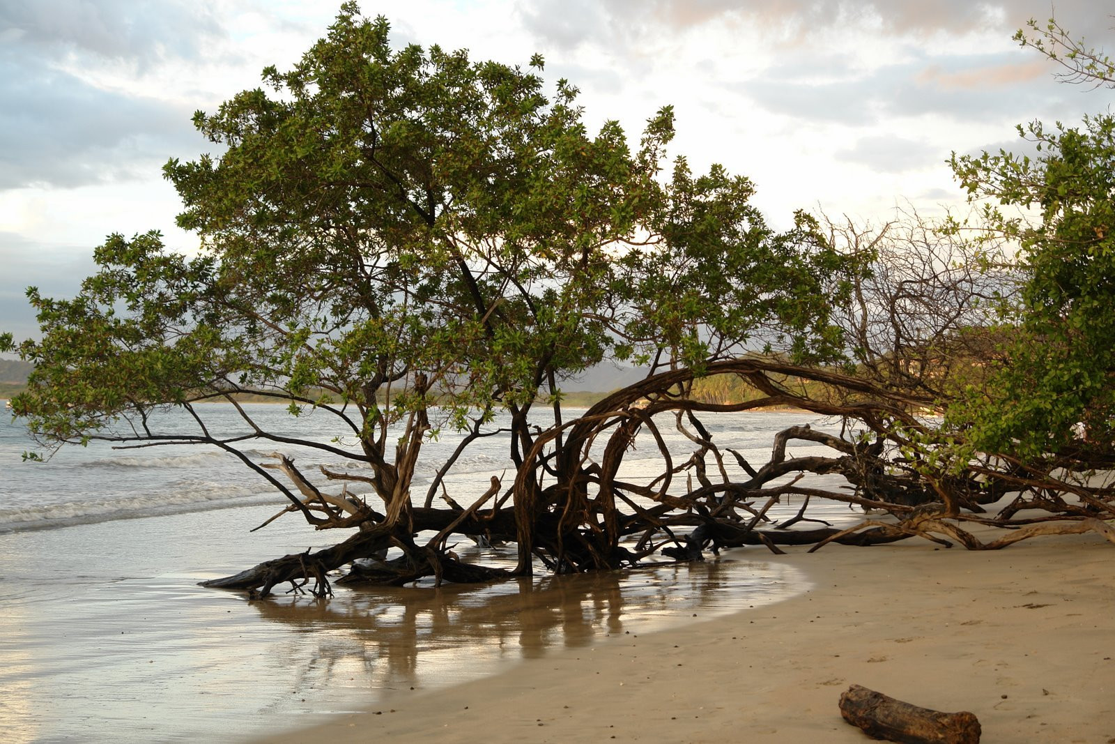 Коста-Рика, фото № 775 – фотографии Коста-Рики