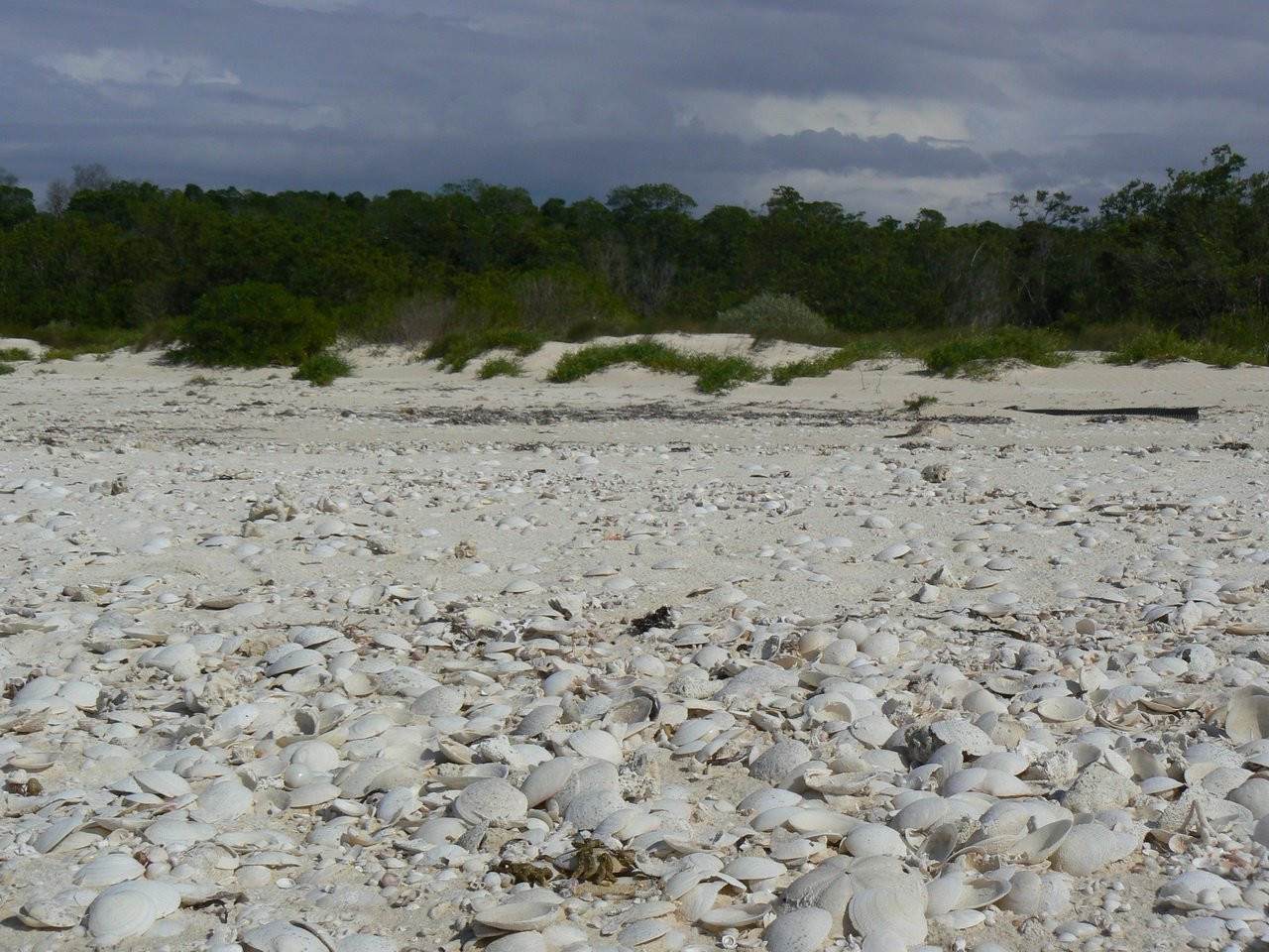 Ракушки в Пинар дель Рио провинция, Куба – фотографии Кубы
