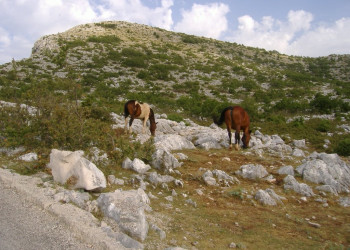 Природный парк в Биоково, Хорватия. Фото 2 – фотографии Хорватии
