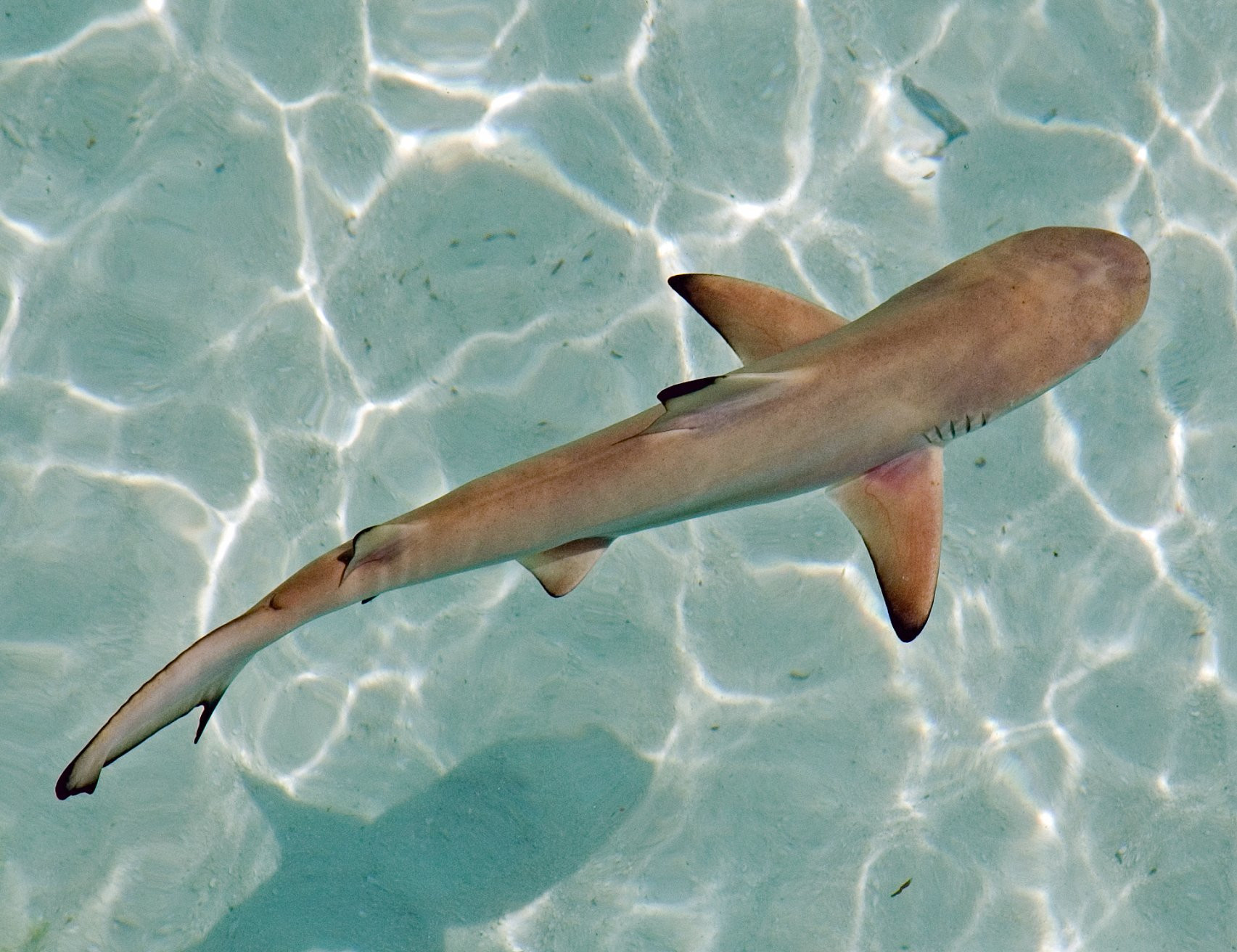 Лавияни атолл, Мальдивы, фото № 77237 – фотографии Мальдивских островов