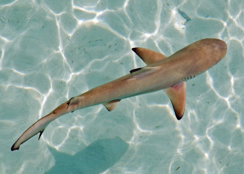 Лавияни атолл, Мальдивы, фото № 77237 – фотографии Мальдивских островов