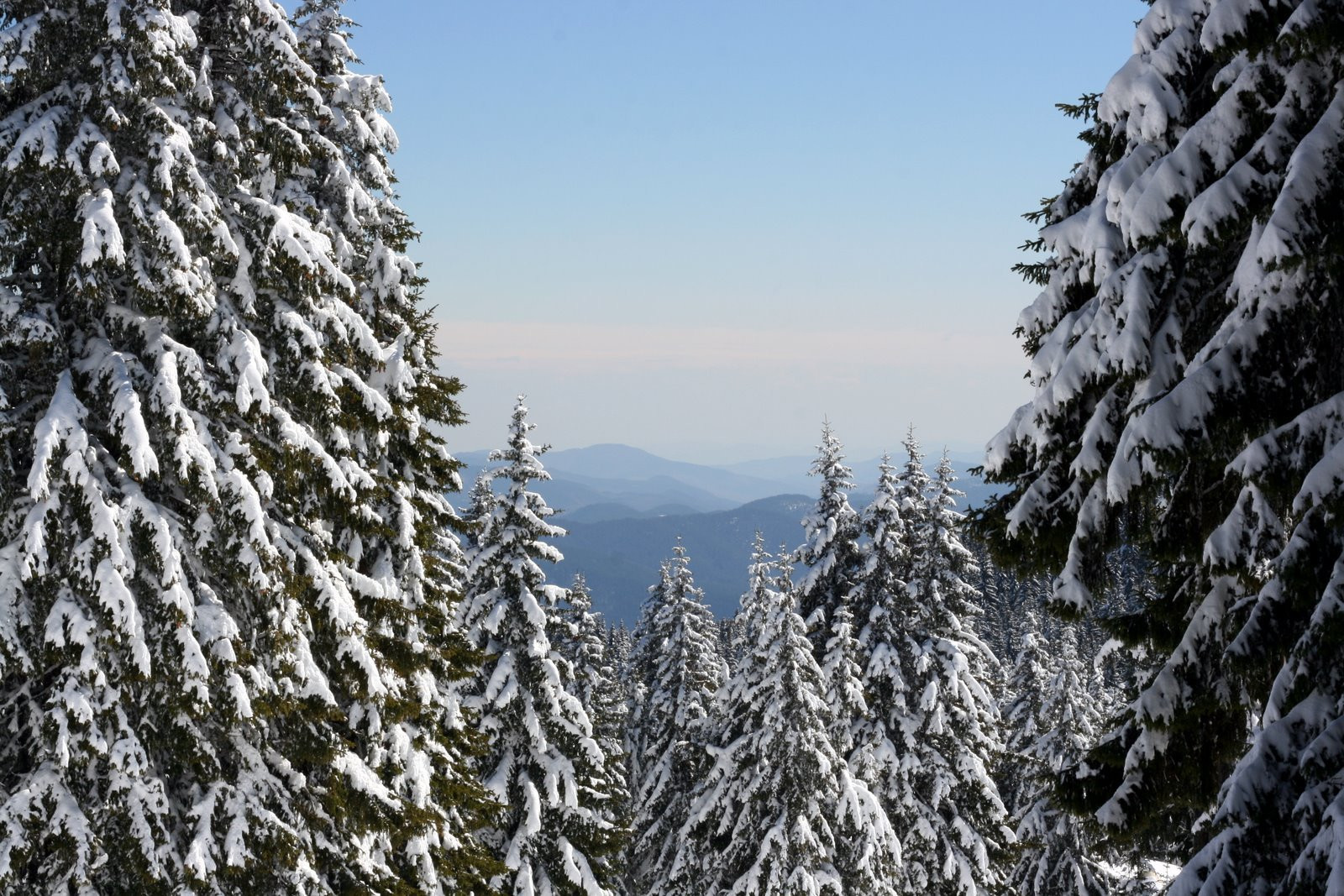 Природа в Пампорово, Болгария. Фото 4 – фотографии Болгарии