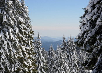 Природа в Пампорово, Болгария. Фото 4 – фотографии Болгарии