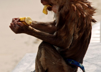 Обезьянка в Чаенг-Бич, Тайланд – фотографии Таиланда