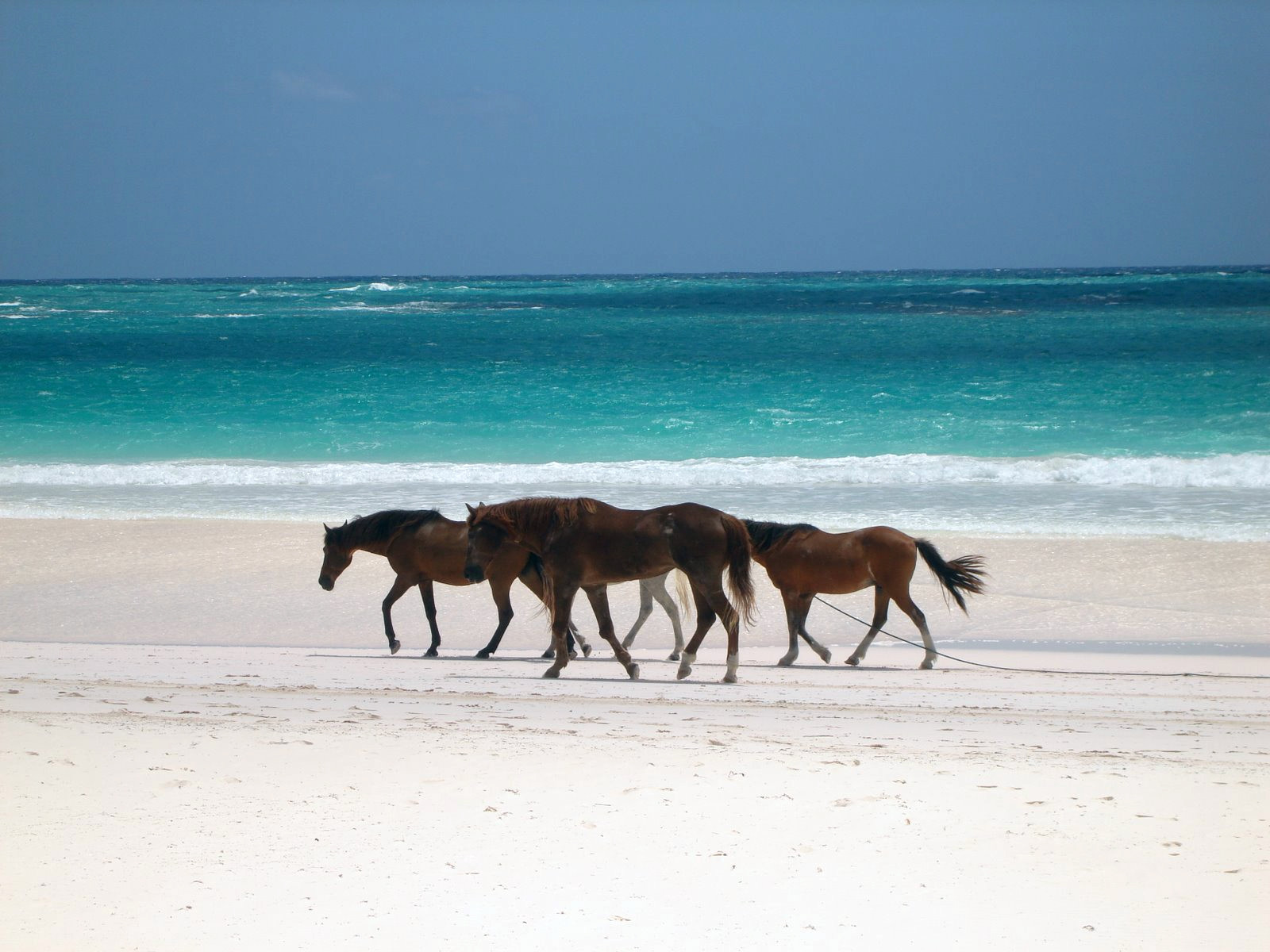 Лошади на острове Харбор Айленд, Багамские острова. Фото 4 – фотографии Багамских островов