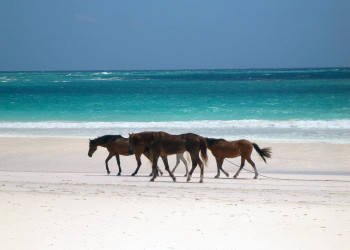Лошади  на острове Харбор  Айленд, Багамские острова. Фото 4 – фотографии Багамских островов