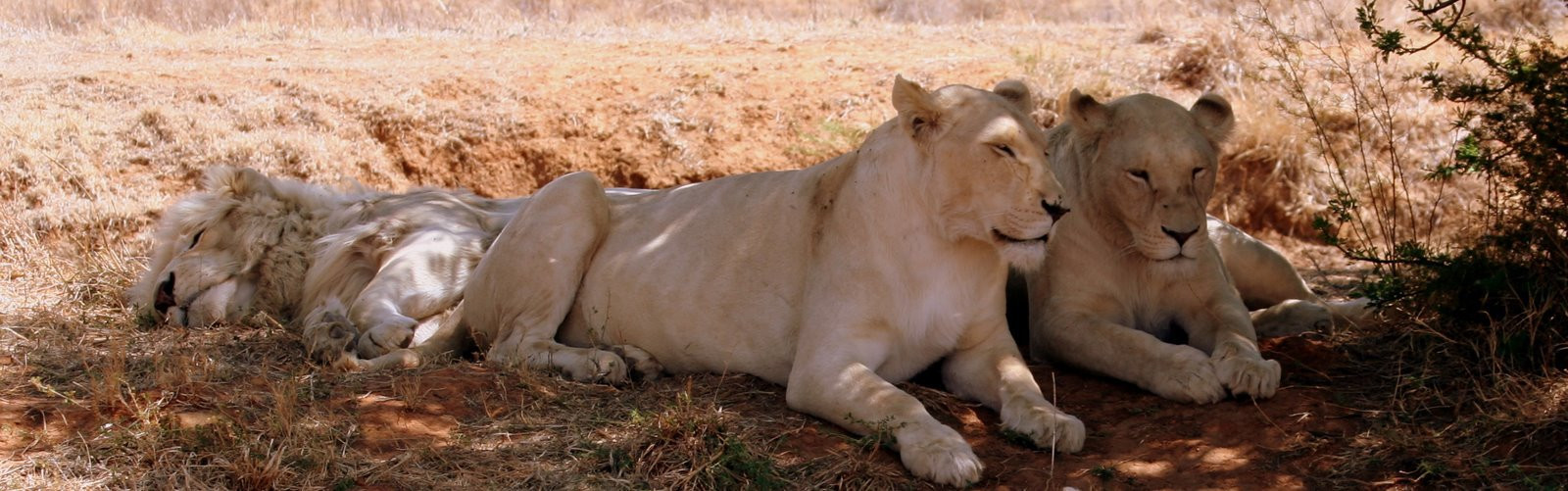 ЮАР, фото № 1616 – фотографии ЮАР