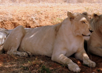 ЮАР, фото № 1616 – фотографии ЮАР