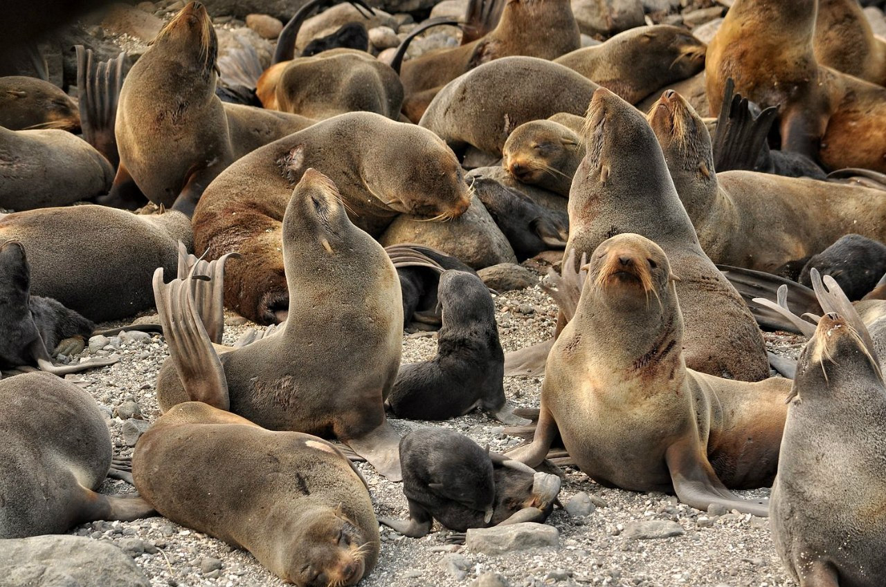 Командорский заповедник. Фото 1 – фотографии России