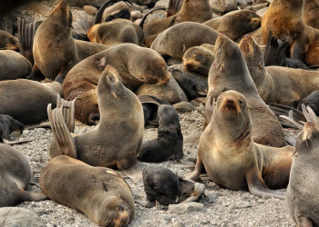 Командорский заповедник. Фото 1 – фотографии России