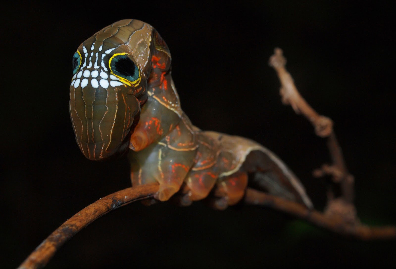 Личинка бабочки ленточницы подвида Phyllodes imperialis. Фото 1 – фотографии Австралии