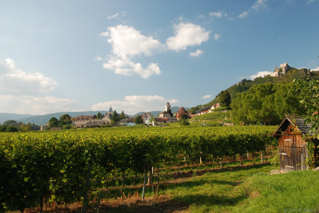 Виноградники Дюрнштайна – фотографии Австрии
