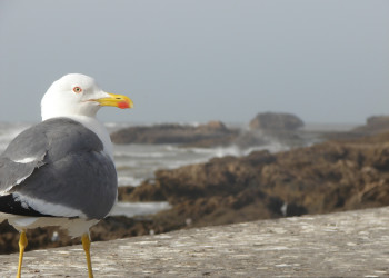 Эссувейра, Марокко, фото № 8800 – фотографии Марокко