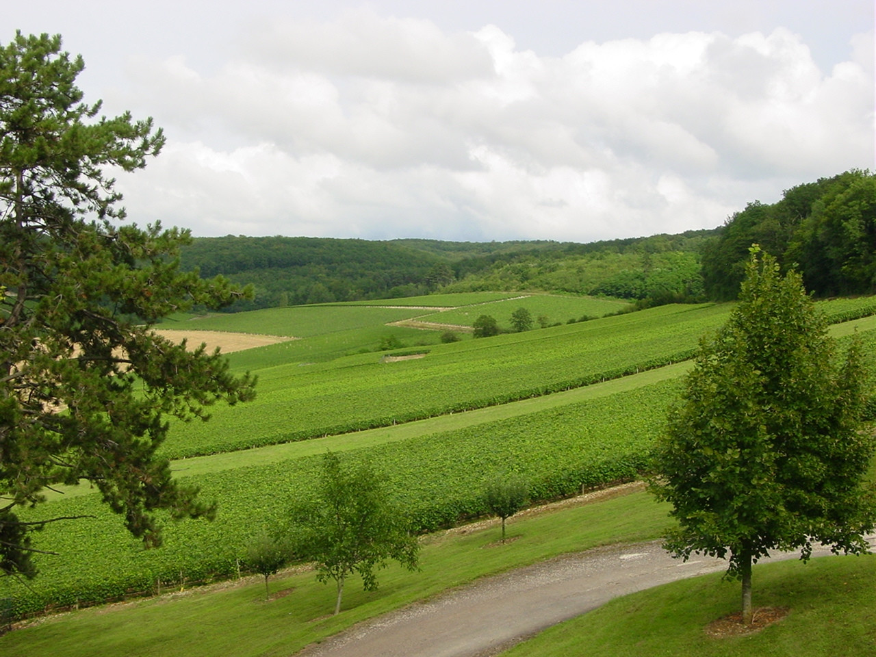 Плантация в Шабли, Франция. Фото 1 – фотографии Франции
