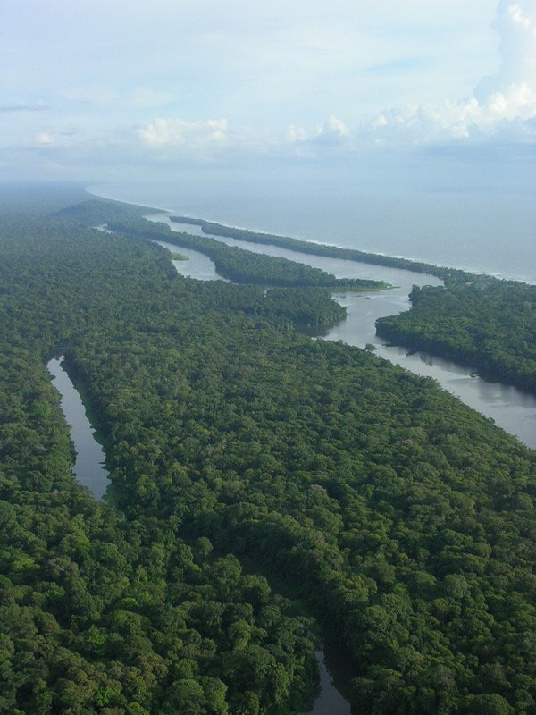 Тортугеро Национальный парк, Лимон провинция, Коста-Рика, фото № 40346 – фотографии Коста-Рики