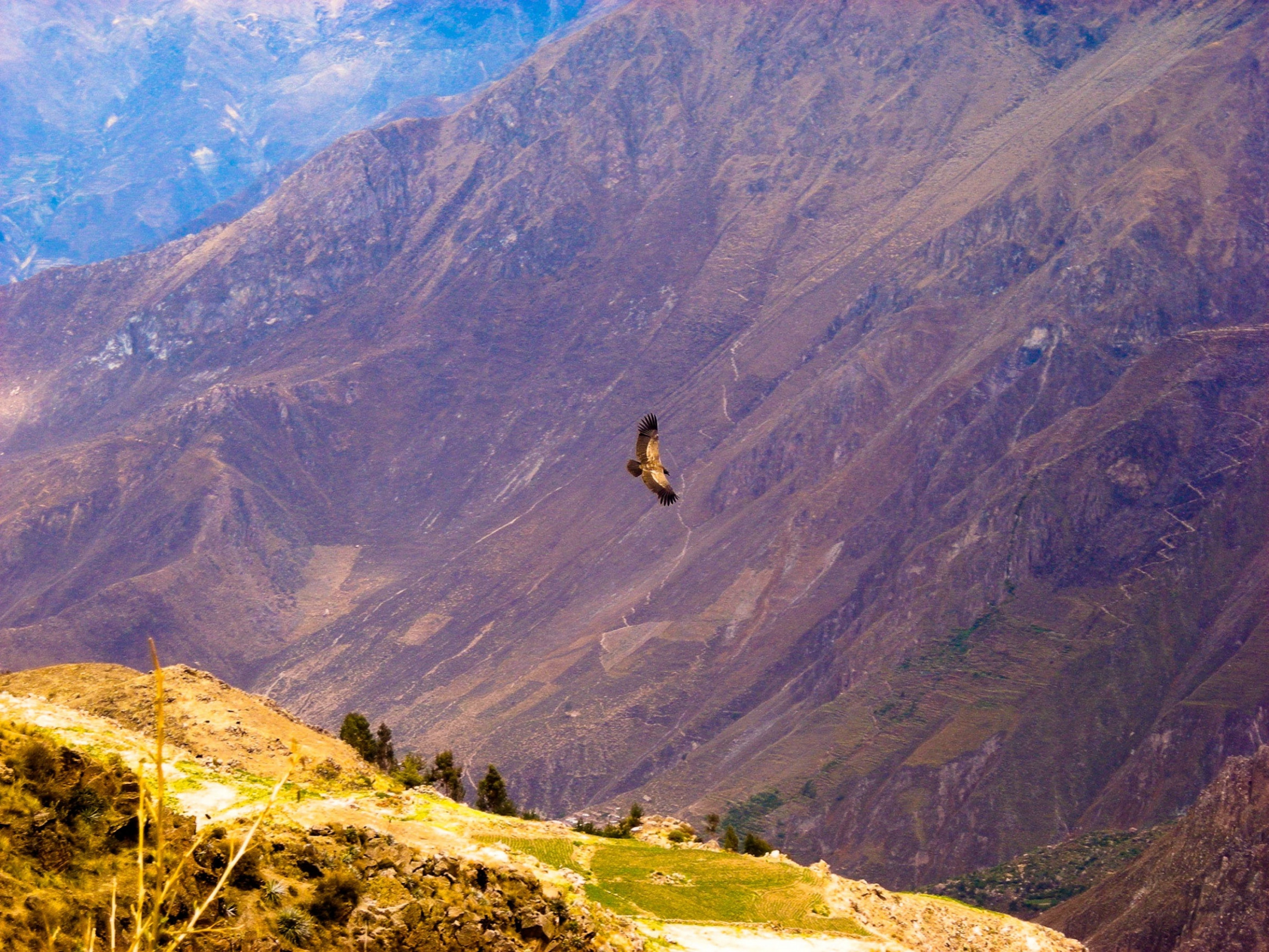 Кондор в каньоне Колка (Valle del Colca) – фотографии Перу