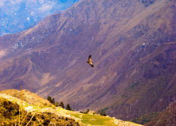 Кондор в каньоне Колка (Valle del Colca) – фотографии Перу