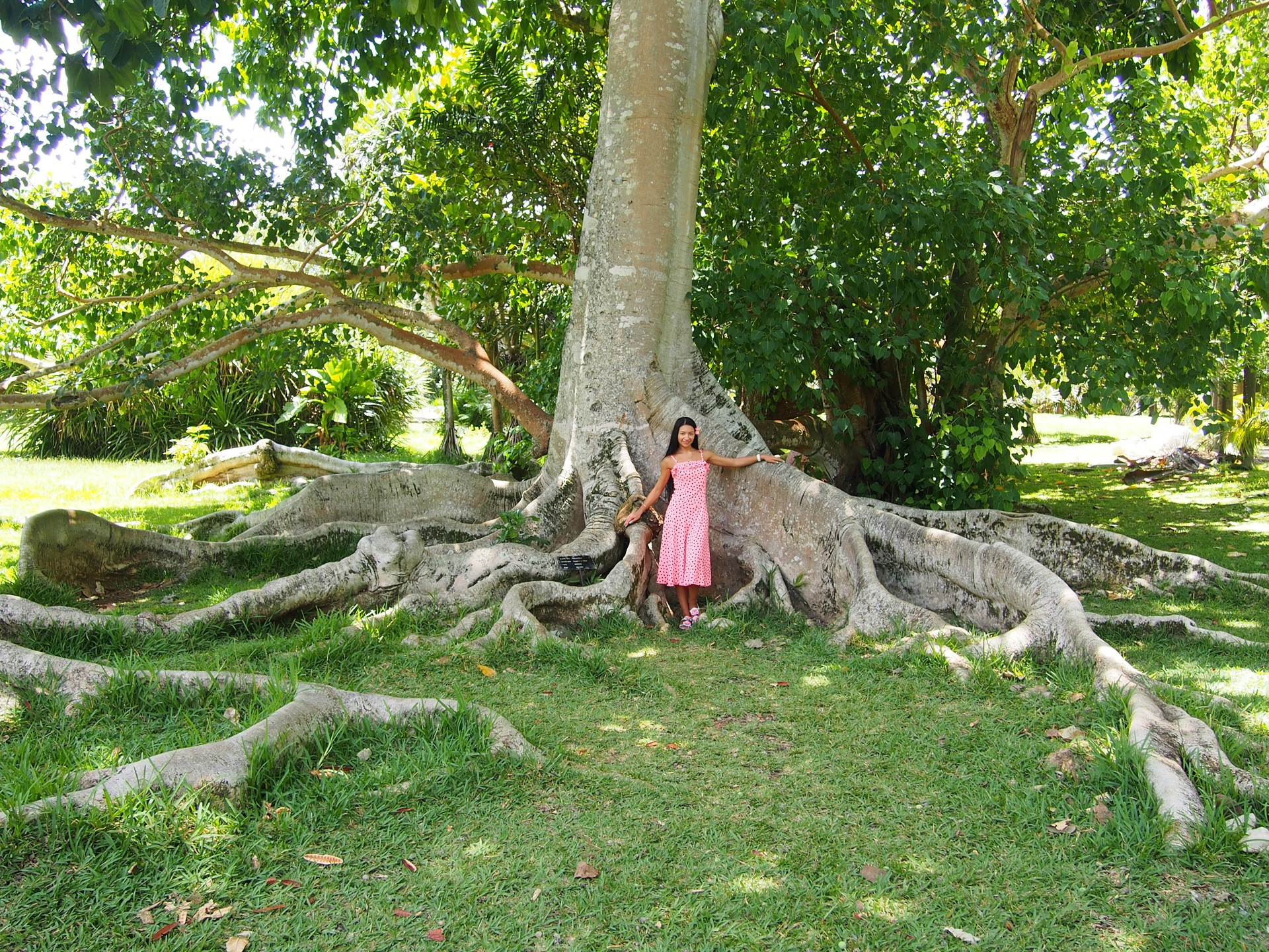 Гигантские деревья в ботаническом саду Памплемус. Маврикий – фотографии Маврикия
