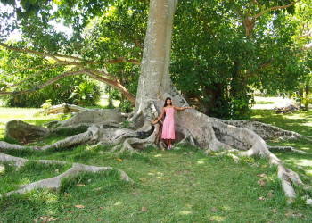 Гигантские деревья в ботаническом саду Памплемус. Маврикий – фотографии Маврикия