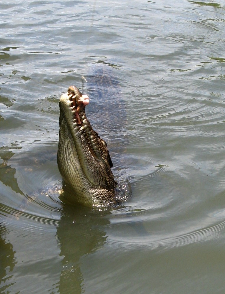 Местный крокодил – фотографии Палау