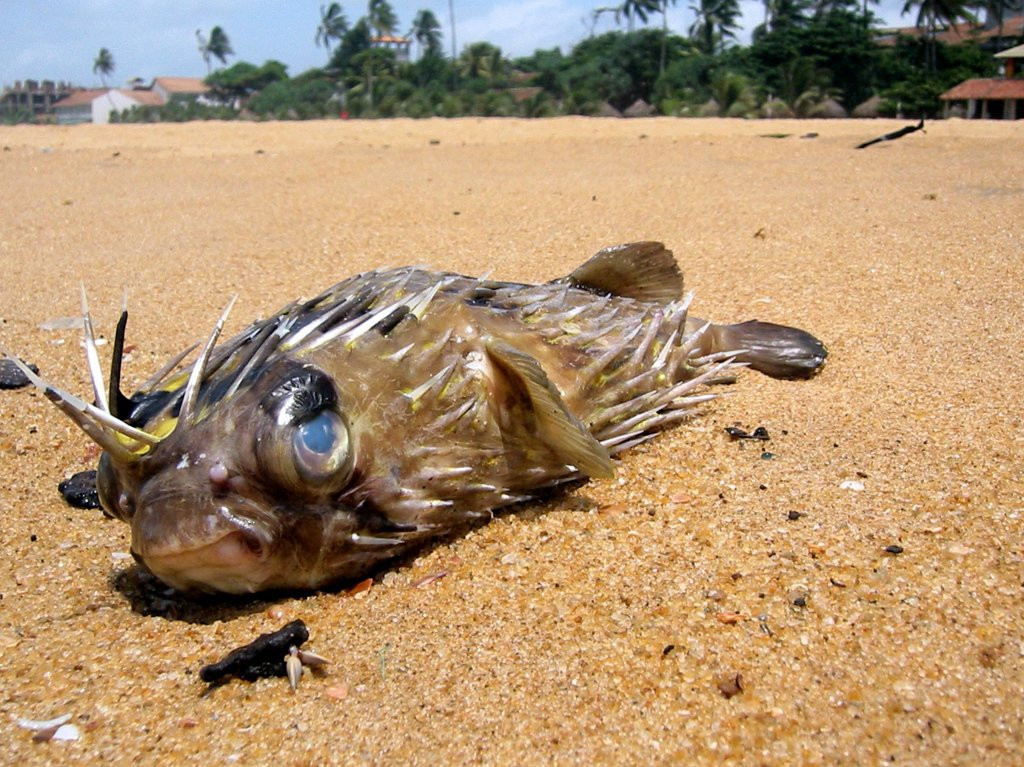 Негомбо, Шри-Ланка, фото № 51974 – фотографии Шри-Ланки