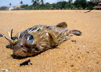 Негомбо, Шри-Ланка, фото № 51974 – фотографии Шри-Ланки