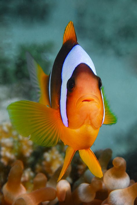 Дахаб, Египет, фото № 34967 – фотографии Египта