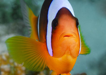 Дахаб, Египет, фото № 34967 – фотографии Египта