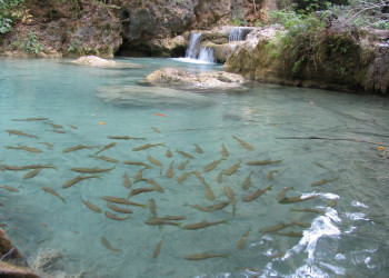 Рыба в Канчанабури, Тайланд – фотографии Таиланда