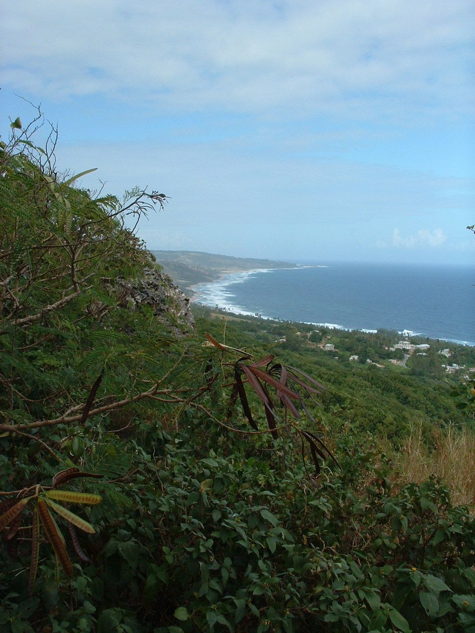 Природа на Восточном побережье, Барбадос. Фото 1 – фотографии Барбадоса
