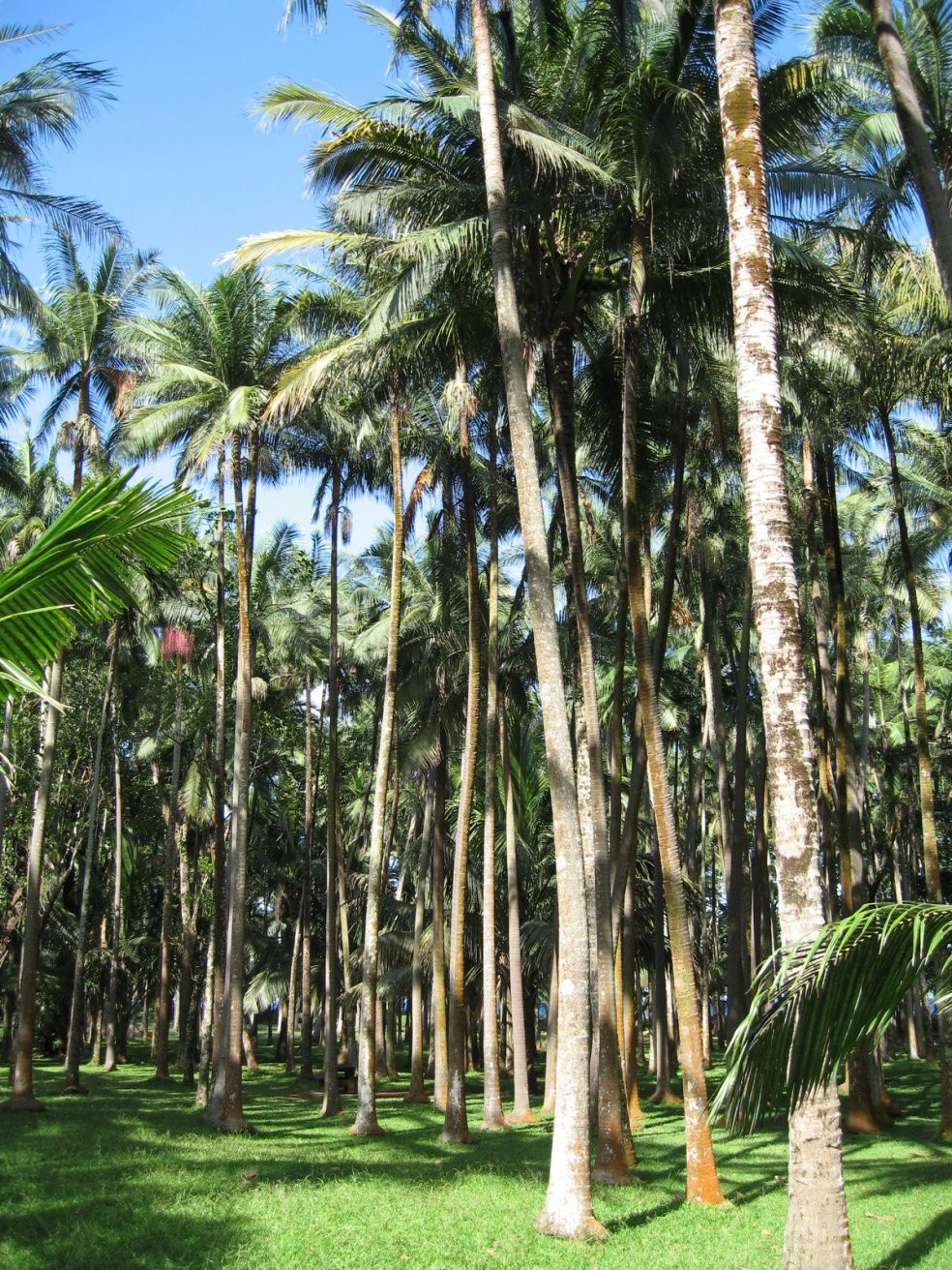 Пальмы в районе Сен-Роз, остров Реюньон. Фото 1 – фотографии Реюньона