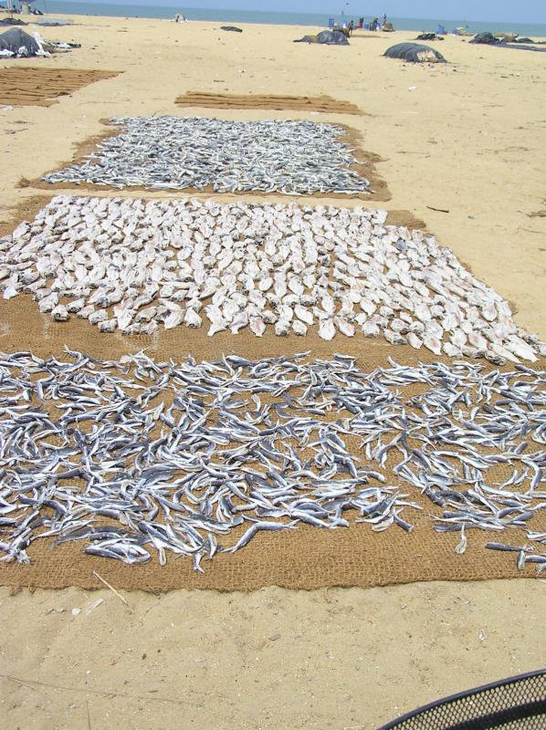 Негомбо, Шри-Ланка, фото № 51894 – фотографии Шри-Ланки