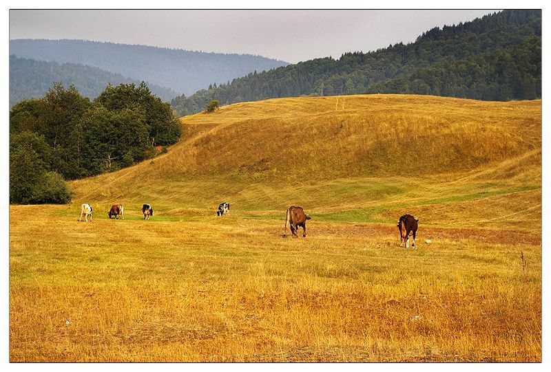 Поле в Национальном парке, Черногория. Фото 10 – фотографии Черногории