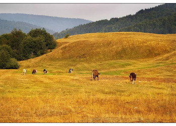 Поле в Национальном парке, Черногория. Фото 10 – фотографии Черногории